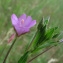  Catherine MAHYEUX - Epilobium tetragonum L. [1753]