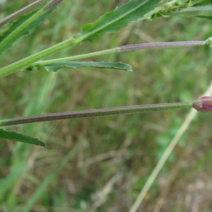 Photographie n°60803 du taxon Epilobium tetragonum L. [1753]