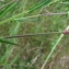  Catherine MAHYEUX - Epilobium tetragonum L. [1753]