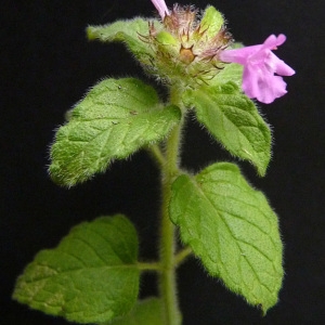 Photographie n°60863 du taxon Clinopodium vulgare L.