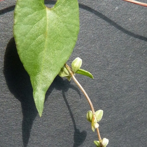 Photographie n°60864 du taxon Fallopia convolvulus (L.) Á.Löve [1970]