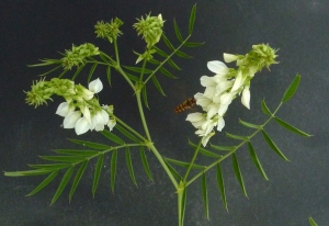 Bertrand BUI, le 14 juillet 2011 (Boissy-Saint-Léger (Forêt de Gros Bois))