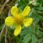  Bertrand BUI - Potentilla argentea L. [1753]