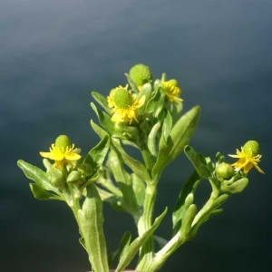 Photographie n°60897 du taxon Ranunculus sceleratus L. [1753]