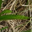  Catherine MAHYEUX - Dactylorhiza majalis (Rchb.) P.F.Hunt & Summerh. [1965]