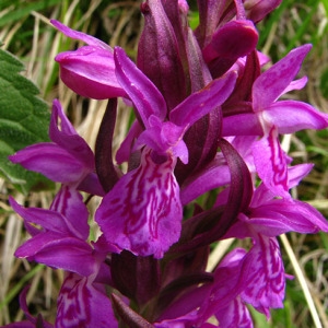 Photographie n°60902 du taxon Dactylorhiza majalis (Rchb.) P.F.Hunt & Summerh. [1965]