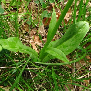 Photographie n°60917 du taxon Platanthera bifolia (L.) Rich. [1817]