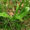  Catherine MAHYEUX - Platanthera bifolia (L.) Rich. [1817]