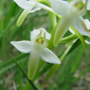 Photographie n°60918 du taxon Platanthera bifolia (L.) Rich. [1817]