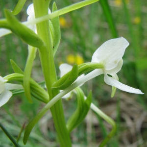 Photographie n°60919 du taxon Platanthera bifolia (L.) Rich. [1817]