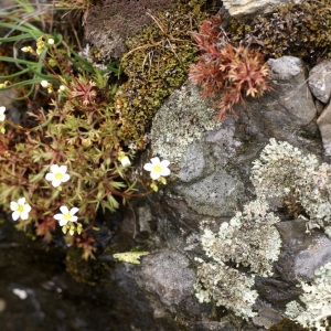 Photographie n°60925 du taxon Saxifraga fragosoi Sennen [1929]