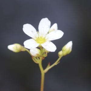 Photographie n°60928 du taxon Saxifraga fragosoi Sennen [1929]