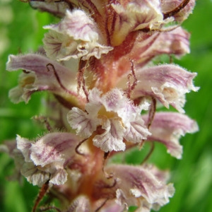 Photographie n°60974 du taxon Orobanche minor Sm. [1797]