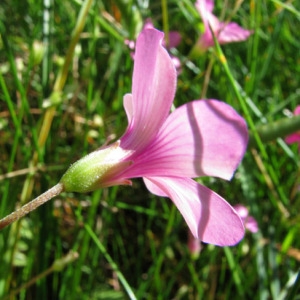 Photographie n°60976 du taxon Oxalis articulata Savigny [1798]