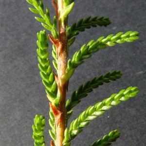 Photographie n°61009 du taxon Calluna vulgaris (L.) Hull