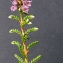  Bertrand BUI - Calluna vulgaris (L.) Hull