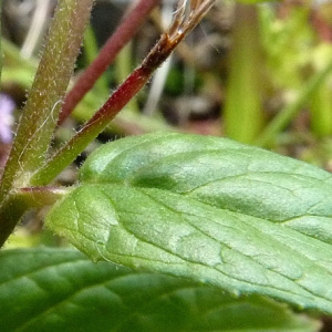 Epilobium tetragonum subsp. lamyi (F.W.Schultz) Nyman (Épilobe de Lamy)
