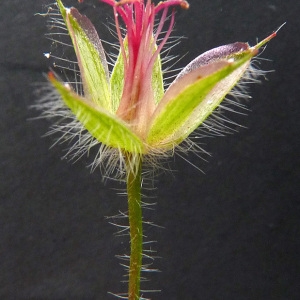 Photographie n°61016 du taxon Geranium sanguineum L. [1753]