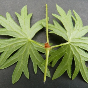 Photographie n°61017 du taxon Geranium sanguineum L. [1753]