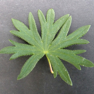 Photographie n°61018 du taxon Geranium sanguineum L. [1753]