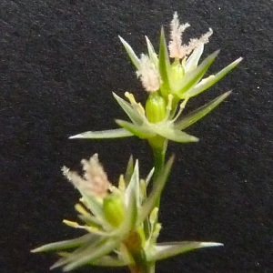 Photographie n°61021 du taxon Juncus tenuis Willd. [1799]