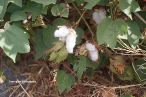 Liliane Roubaudi, le 18 novembre 2010 (La Réunion (L'Hermitage les Bains))