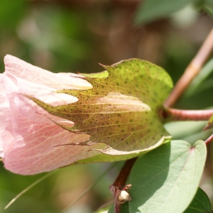 Gossypium barbadense f. eggersii Roberty (Coton)