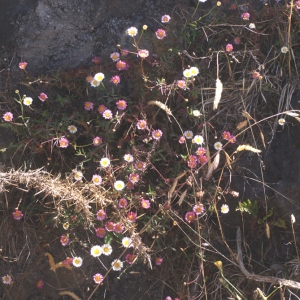 Photographie n°61061 du taxon Erigeron karvinskianus DC. [1836]