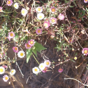 Photographie n°61062 du taxon Erigeron karvinskianus DC. [1836]