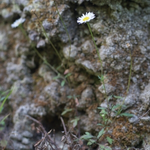 Photographie n°61064 du taxon Erigeron karvinskianus DC. [1836]
