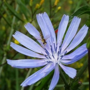 Photographie n°61066 du taxon Cichorium intybus L. [1753]