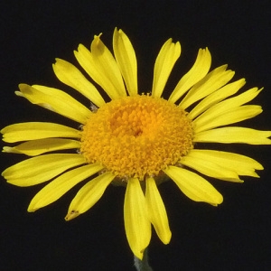 Photographie n°61124 du taxon Anthemis tinctoria L. [1753]