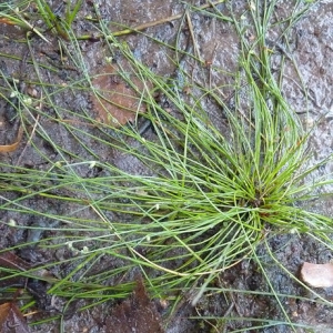 Photographie n°61127 du taxon Isolepis setacea (L.) R.Br. [1810]