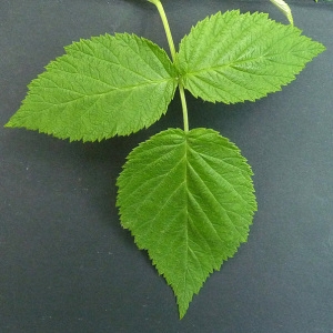 Photographie n°61135 du taxon Rubus idaeus L. [1753]