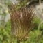  Liliane Roubaudi - Pulsatilla alpina subsp. apiifolia (Scop.) Nyman [1878]