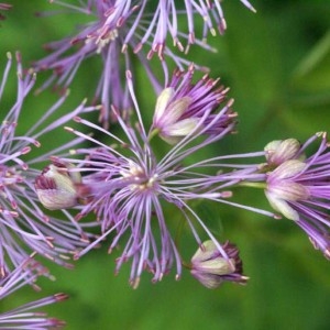 Photographie n°61155 du taxon Thalictrum aquilegiifolium L. [1753]