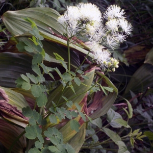 Photographie n°61157 du taxon Thalictrum aquilegiifolium L. [1753]