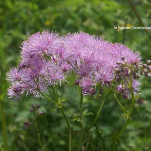 Photographie n°61161 du taxon Thalictrum aquilegiifolium L. [1753]