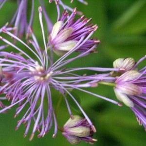 Photographie n°61162 du taxon Thalictrum aquilegiifolium L. [1753]