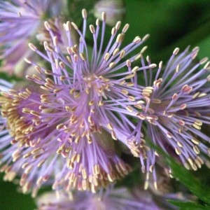 Photographie n°61164 du taxon Thalictrum aquilegiifolium L. [1753]