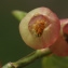  Liliane Roubaudi - Vaccinium myrtillus L. [1753]