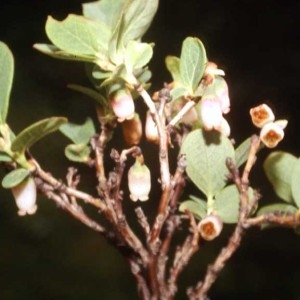 Photographie n°61174 du taxon Vaccinium uliginosum subsp. uliginosum