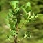  Liliane Roubaudi - Vaccinium uliginosum subsp. uliginosum