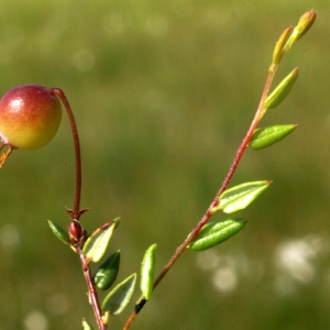 Photographie n°61179 du taxon Vaccinium microcarpum (Turcz. ex Rupr.) Schmalh. [1871]