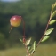  Liliane Roubaudi - Vaccinium microcarpum (Turcz. ex Rupr.) Schmalh. [1871]