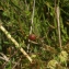  Liliane Roubaudi - Vaccinium microcarpum (Turcz. ex Rupr.) Schmalh. [1871]