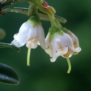 Photographie n°61186 du taxon Vaccinium vitis-idaea L. [1753]