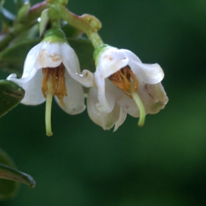 Photographie n°61187 du taxon Vaccinium vitis-idaea L. [1753]