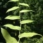  Liliane Roubaudi - Streptopus amplexifolius (L.) DC.