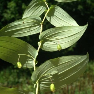 Photographie n°61194 du taxon Streptopus amplexifolius (L.) DC.